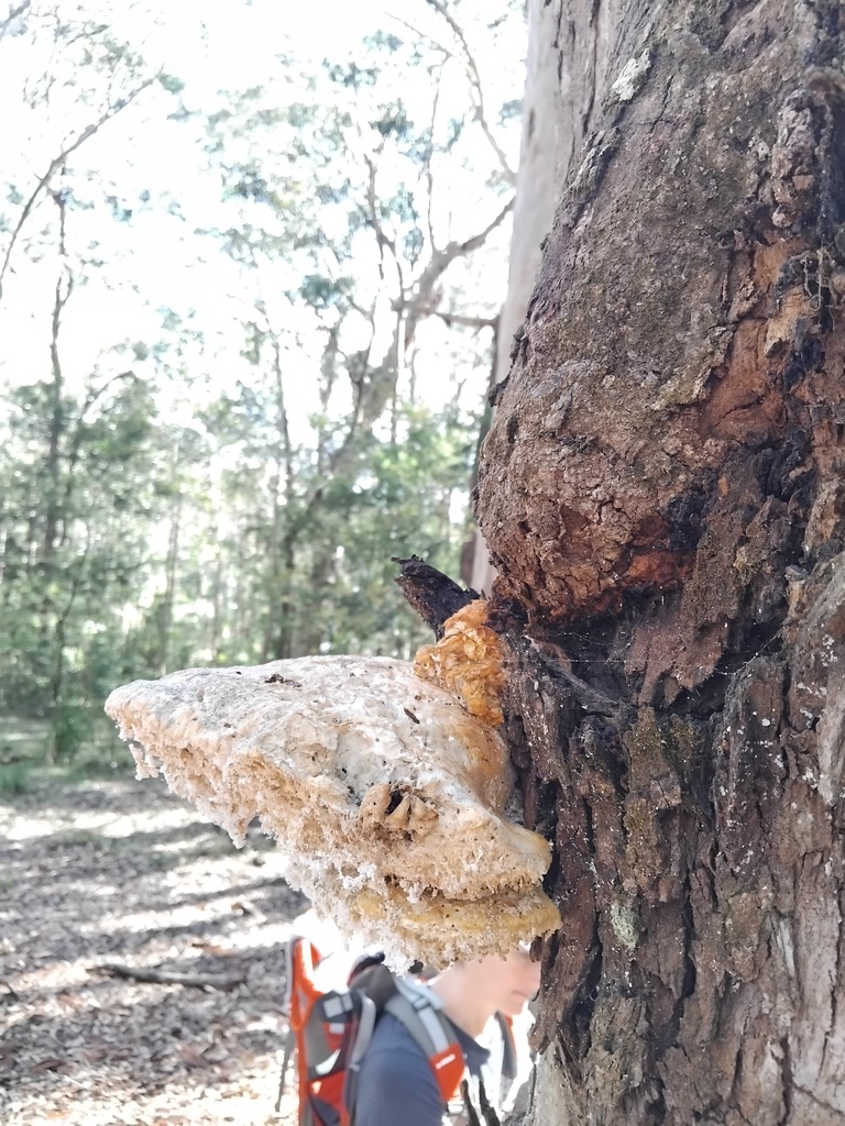 Laetiporus portentosus · April 2025 · photo: © sofiazed1 (iNaturalist, cc-by)