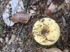 Lactarius intermedius