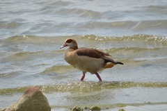 Alopochen aegyptiaca