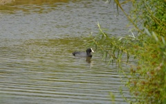 Fulica atra