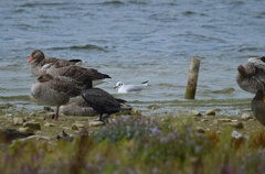 Chroicocephalus ridibundus