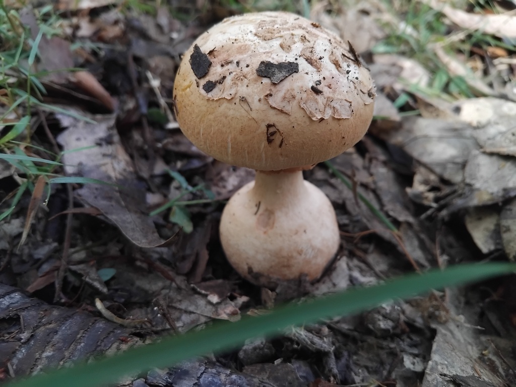 Amanita ochrophylla · April 2025 · photo: © sofiazed1 (iNaturalist, cc-by)