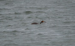 Podiceps cristatus