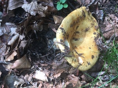 Lactarius intermedius