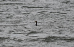 Phalacrocorax carbo
