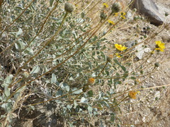 Encelia actoni