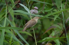 Acrocephalus scirpaceus