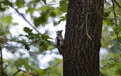 Dendrocopos major