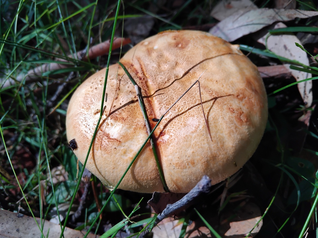Amanita ochrophylla · April 2025 · photo: © sofiazed1 (iNaturalist, cc-by)