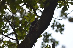 Dendrocopos major