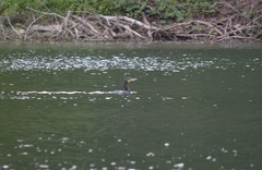 Phalacrocorax carbo