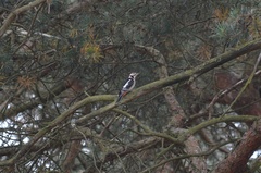 Dendrocopos major