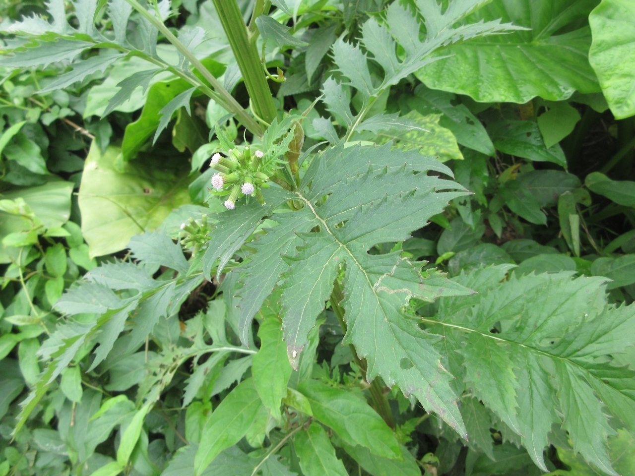 Erechtites valerianifolius (Erechtites valerianifolius)
