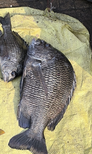 Balck bream (Acanthopagrus berda) — Sparidae — 4