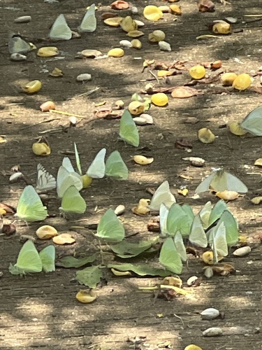 Lemon Migrant