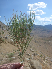 Eriogonum nidularium