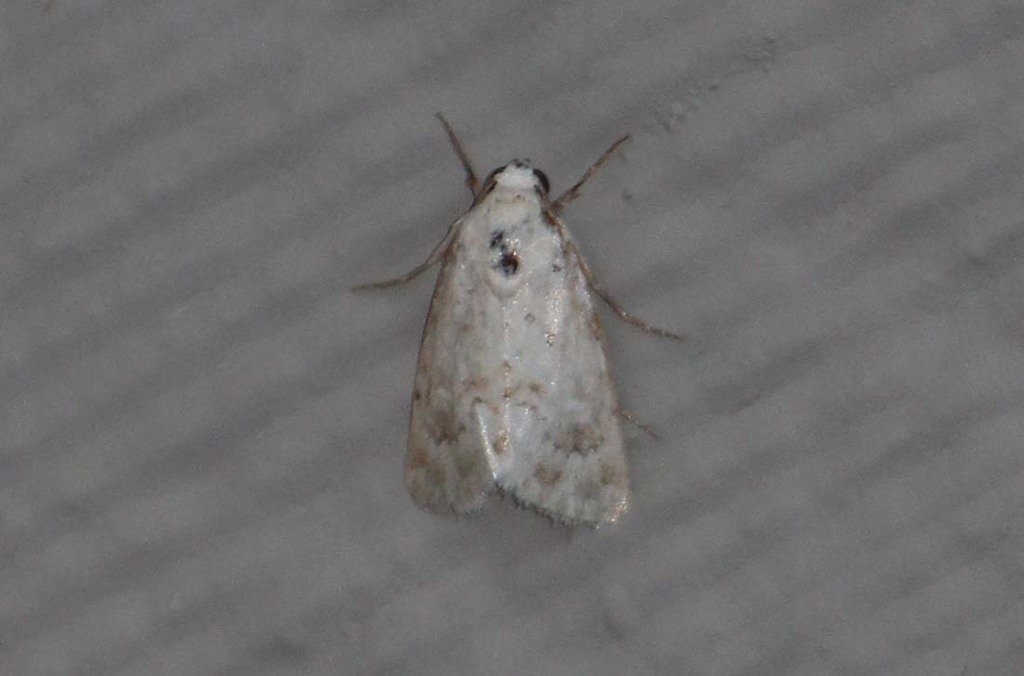 Triocnemidina
