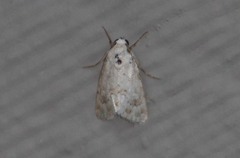 Leucocnemis perfundis