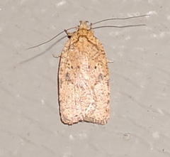 Agonopterix thelmae