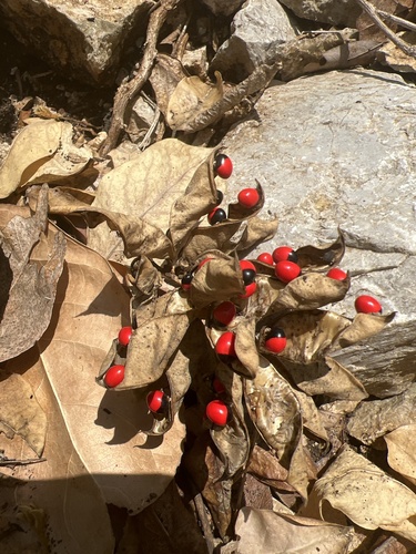 rosary pea