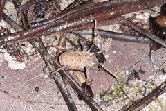 Odiellus