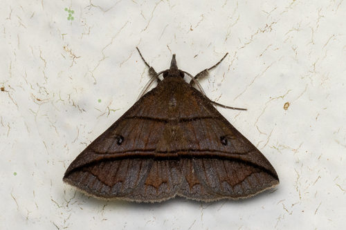 Talapoptera duplexa