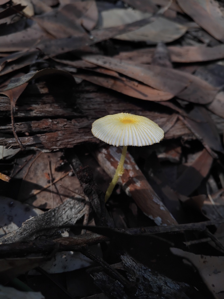 Leucocoprinus fragilissimus · April 2025 · photo: © sofiazed1 (iNaturalist, cc-by)