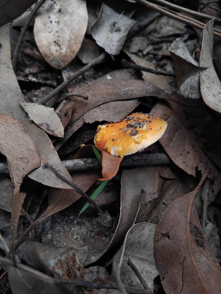 Amanita xanthocephala · April 2025 · photo: © sofiazed1 (iNaturalist, cc-by)