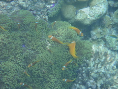 Amphiprion nigripes