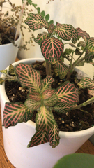 Fittonia
