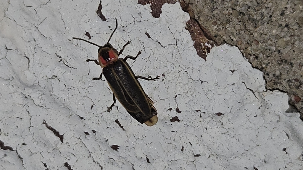 Punctate firefly