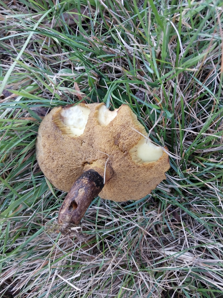 Suillus luteus · April 2025 · photo: © kiwialli (iNaturalist, cc-by)