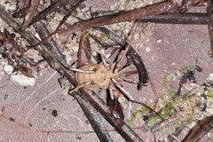 Odiellus