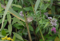 Acrocephalus scirpaceus