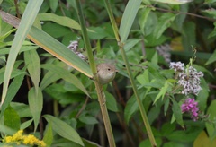 Acrocephalus scirpaceus