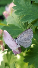 Celastrina neglecta