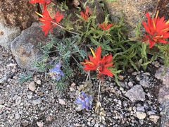 Castilleja applegatei applegatei