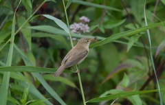 Acrocephalus scirpaceus