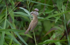 Acrocephalus scirpaceus