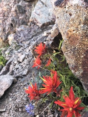 Castilleja applegatei applegatei
