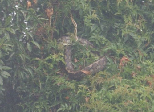 Coastal Carpet Python sighting