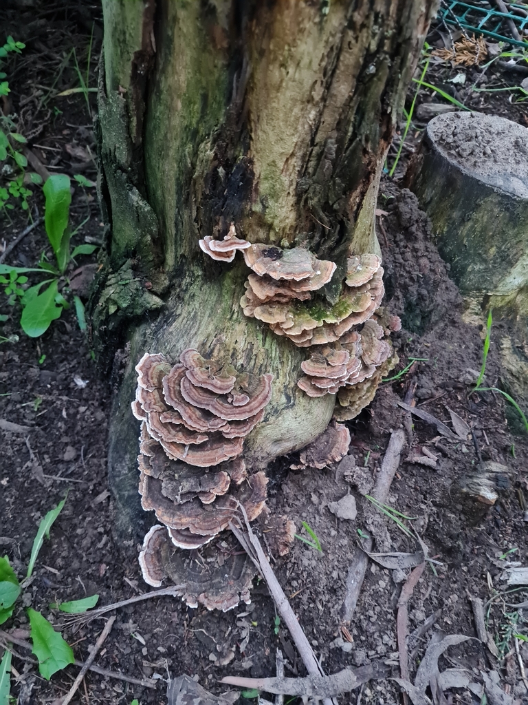 Trametes versicolor · April 2025 · photo: © barrie (iNaturalist, cc-by)