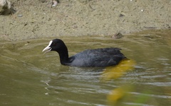 Fulica atra