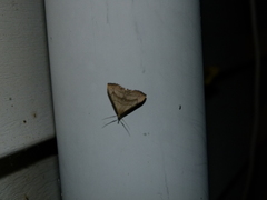 Macrochilo litophora