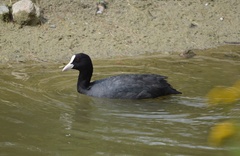 Fulica atra
