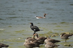 Phalacrocorax carbo