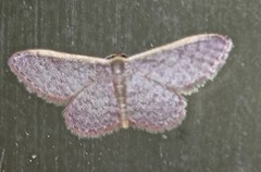 Idaea costaria