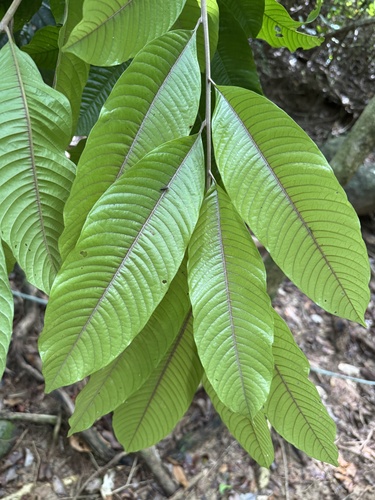 Diploglottis smithii