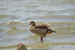 Alopochen aegyptiaca