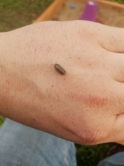 Armadillidium nasatum